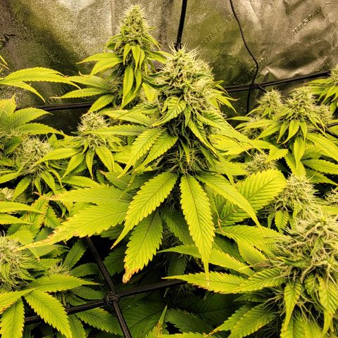 Bigs growlog timeline photo