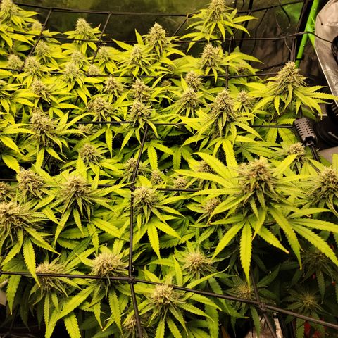 Mini growlog timeline photo