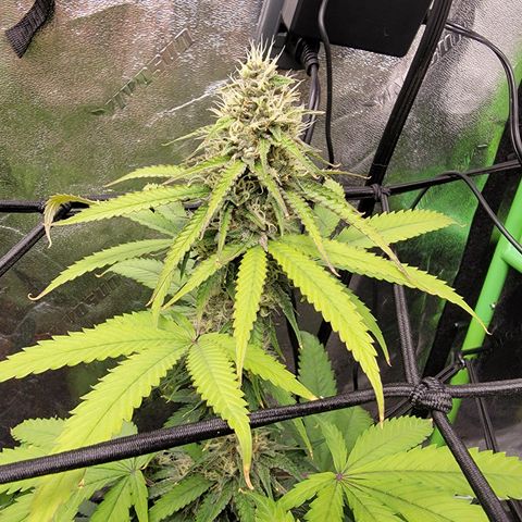 Mini growlog timeline photo