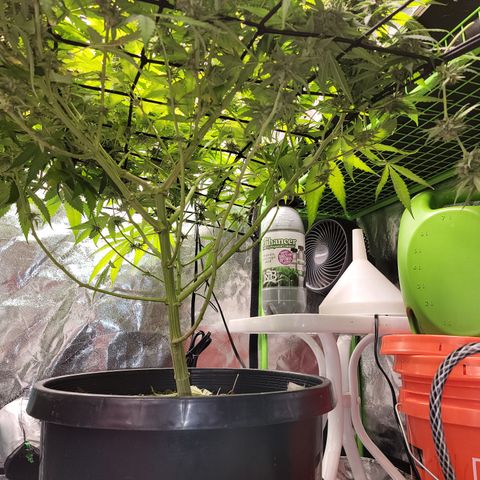 Mini growlog timeline photo