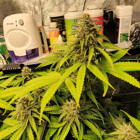 Mini growlog timeline photo