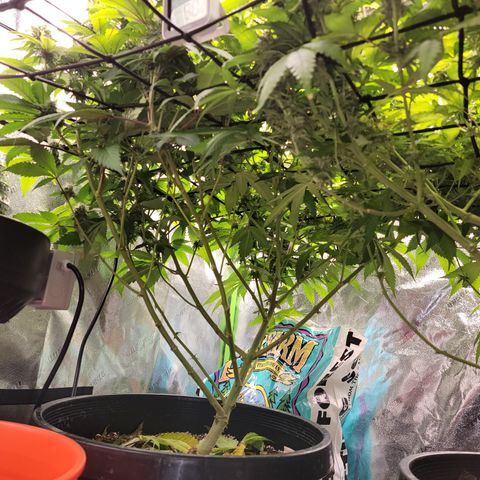 Bigs growlog timeline photo