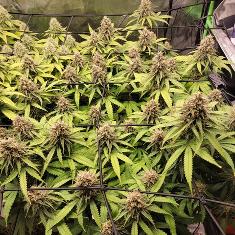 Mini growlog timeline photo
