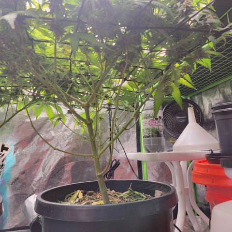 Mini growlog timeline photo