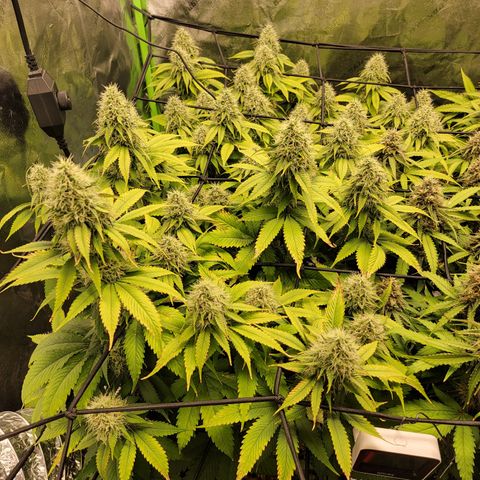 Bigs growlog timeline photo