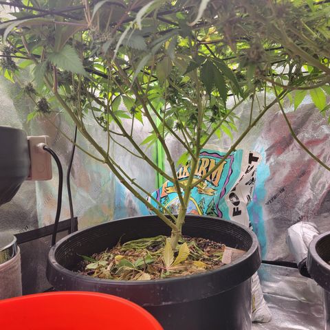 Bigs growlog timeline photo