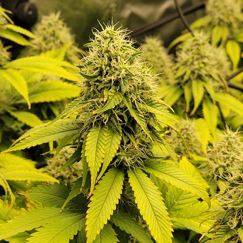 Bigs growlog timeline photo