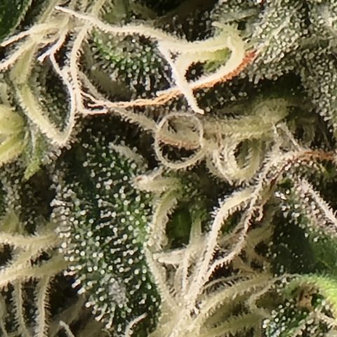 Bigs growlog timeline photo