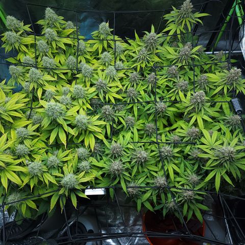Bigs growlog timeline photo