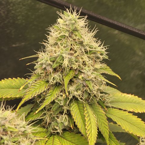 Bigs growlog timeline photo
