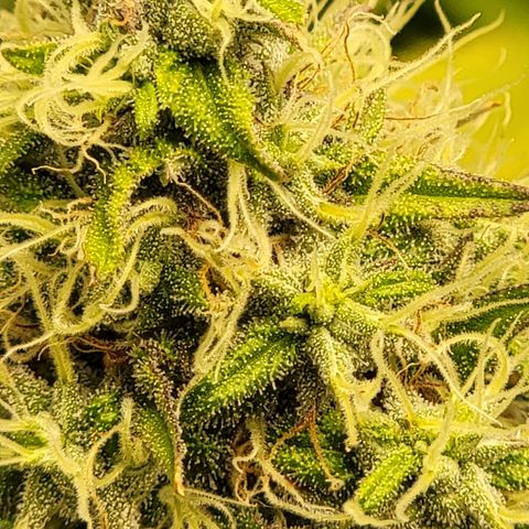 Bigs growlog timeline photo