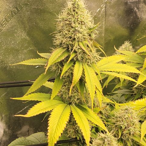 Bigs growlog timeline photo