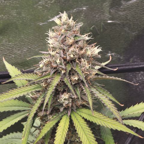 Mini growlog timeline photo