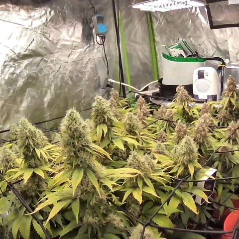 Bigs growlog timeline photo