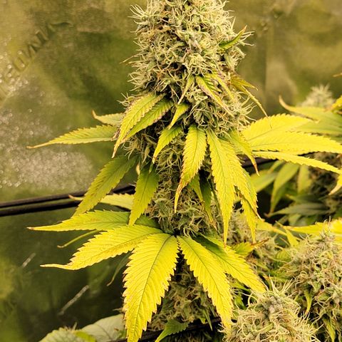 Bigs growlog timeline photo