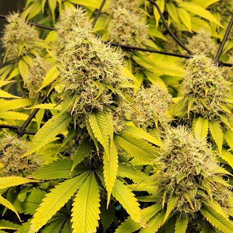 Bigs growlog timeline photo