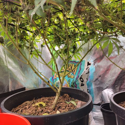 Bigs growlog timeline photo