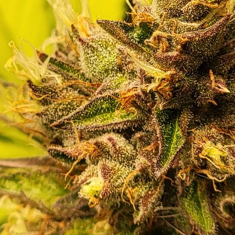 Mini growlog timeline photo
