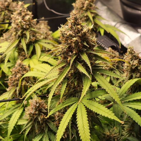 Mini growlog timeline photo