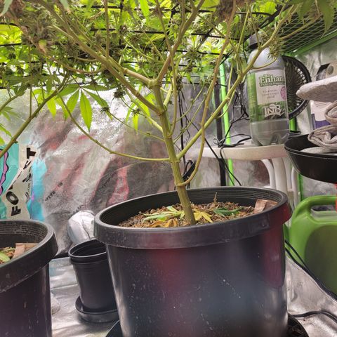 Mini growlog timeline photo