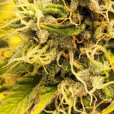 Bigs growlog timeline photo