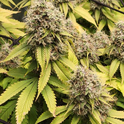 Bigs growlog timeline photo