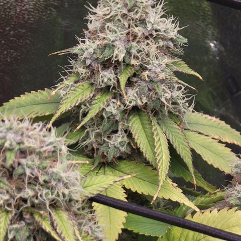 Bigs growlog timeline photo