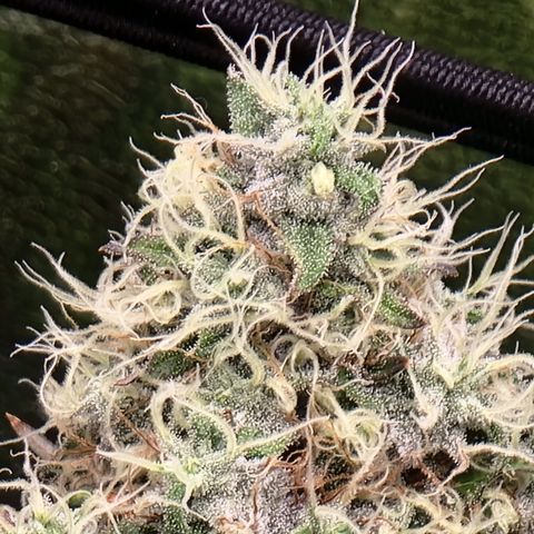 Bigs growlog timeline photo