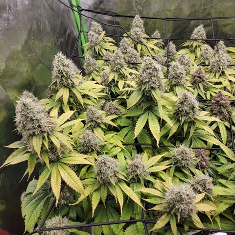 Bigs growlog timeline photo