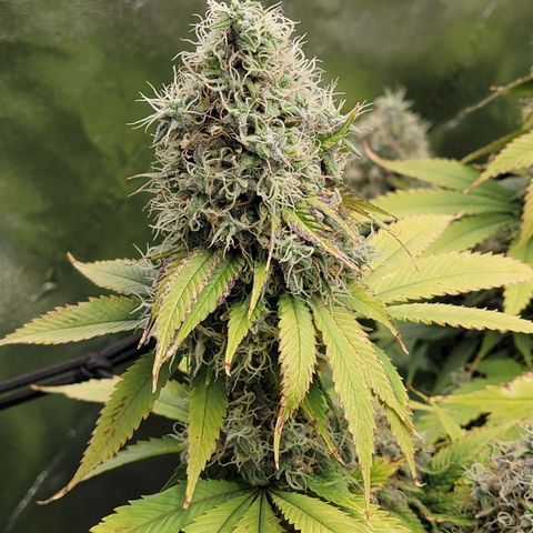 Bigs growlog timeline photo