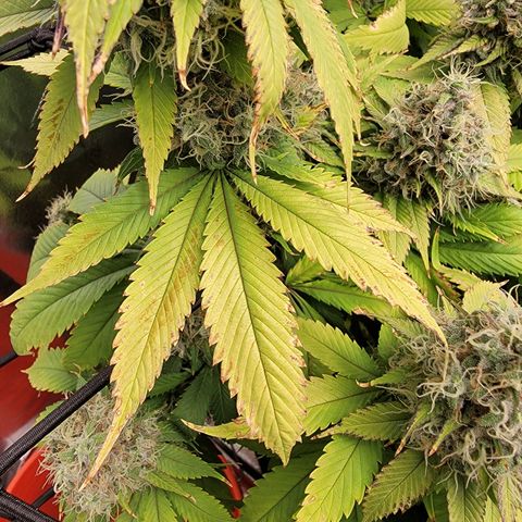 Bigs growlog timeline photo