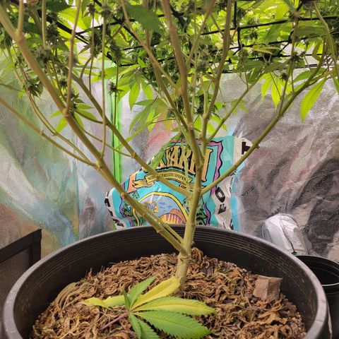 Bigs growlog timeline photo