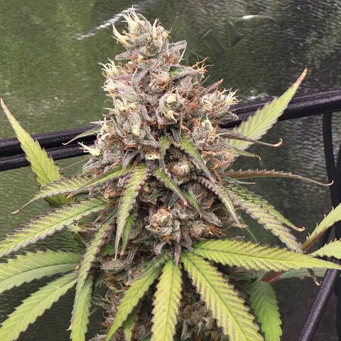 Mini growlog timeline photo