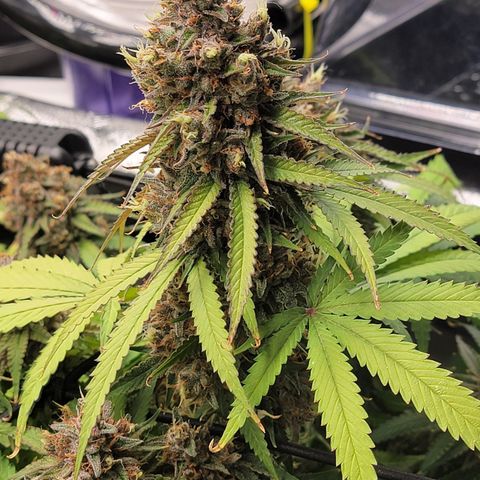 Mini growlog timeline photo