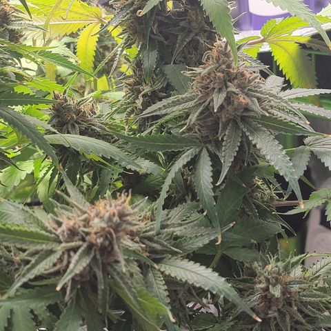 Mini growlog timeline photo