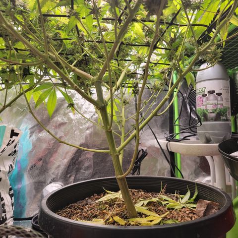 Mini growlog timeline photo