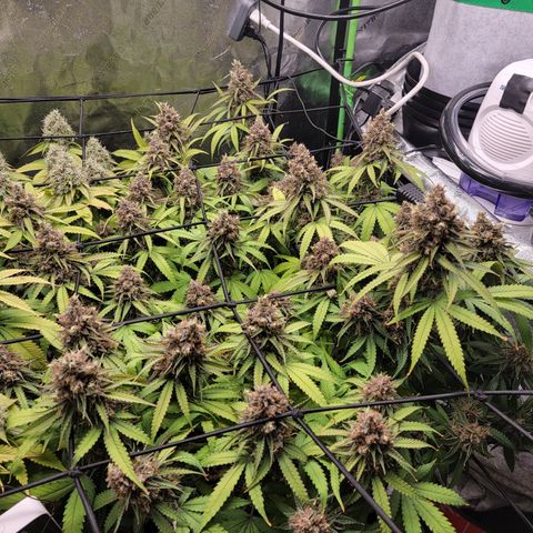 Mini growlog timeline photo