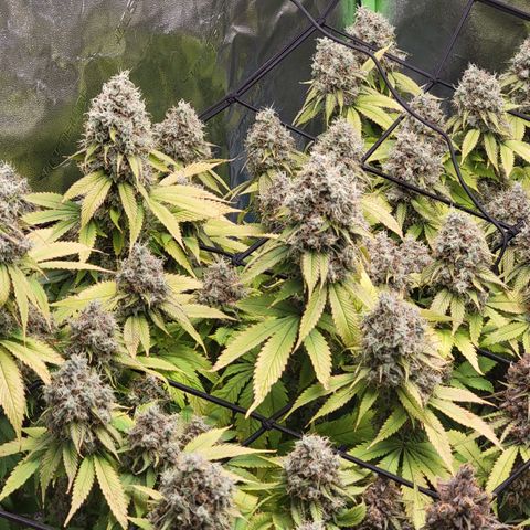 Bigs growlog timeline photo