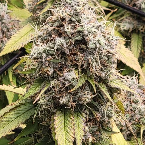 Bigs growlog timeline photo