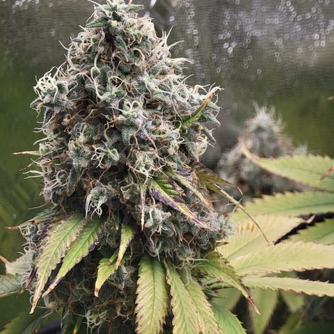 Bigs growlog timeline photo