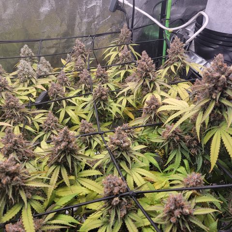 Mini growlog timeline photo