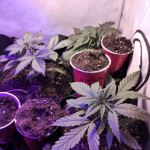 cripi growlog photo