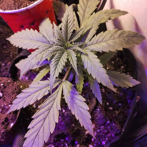 veneno  growlog timeline photo