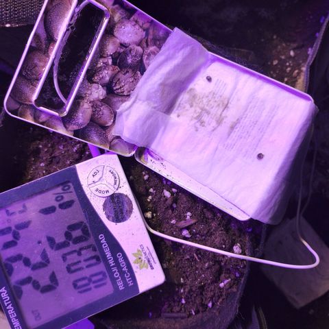 cripi growlog photo