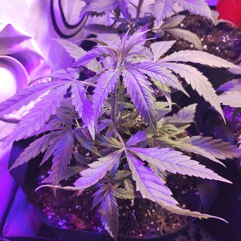 veneno  growlog photo: mucho calor? algunas hojas volteadas hacia arriba. Alejé el foco un poco