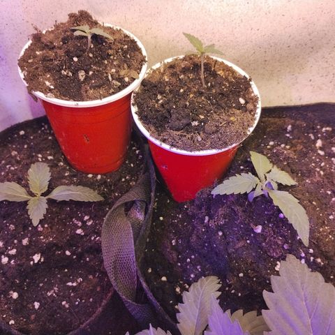 critical bsf growlog photo: traspaso desde vasito a maceta, se ven bien y sanas