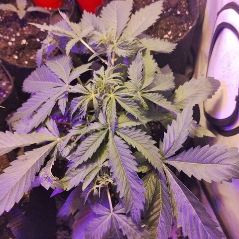 AutoBlueberry growlog photo: ha crecido mucho una en comparación con la otra