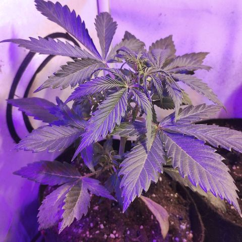 AutoBlueberry growlog photo: ha crecido mucho una en comparación con la otra
