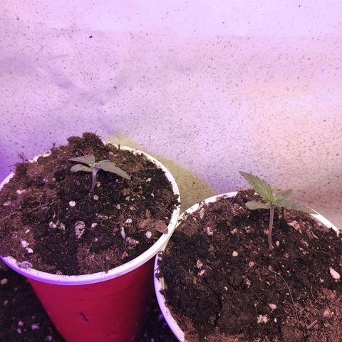 cripi growlog photo