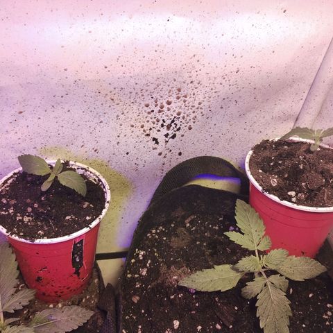 cripi growlog photo